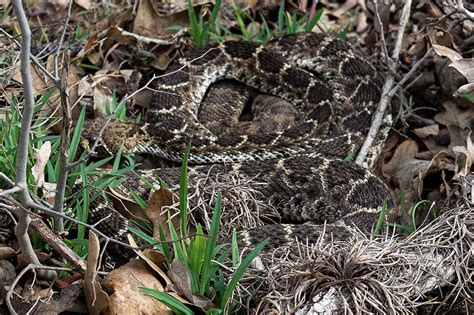Parks Department Posts Photo Of Rattlesnake Den In Central Texas