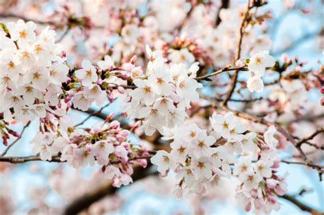 Cherry Blossoms Japan 2017 ពេលផ្កាសាគូរ៉ារីកក្នុងឆ្នាំ២០១៧ ប្រទេសជប៉ុន