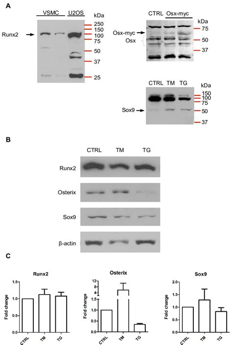 3 western blotting analysis of osteogenic gene expression in vsmcs a download scientific