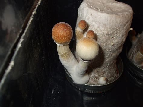 Hello. This is my first grow. - Fungi: Magic Mushrooms - Mycotopia