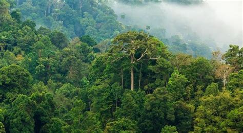 11 Contoh Gambar Ekosistem Hutan Hujan Tropis