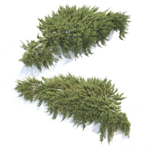 Juniperus Creeping 02 3d Model Cgtrader