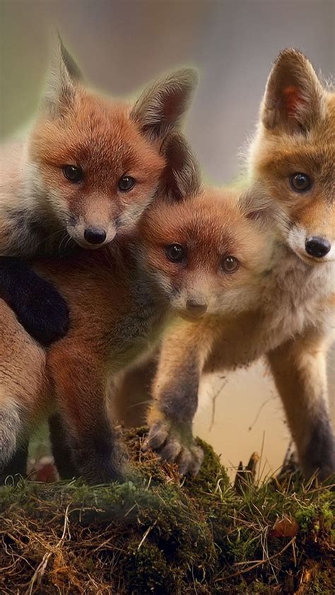 720x1280 Wallpaper Cute Fox Babies Wildlife Animals Beautiful