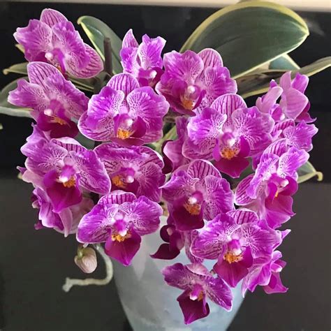 Orhidee Phalaenopsis Sogo Vivien Sogo F858 Variegata And Peloric
