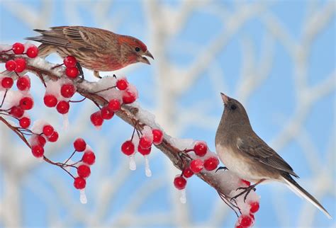 Winter Bird Photos