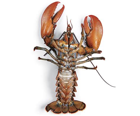 how to tell the sex of a lobster article finecooking