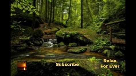 Relaxing Forest Nature Sound Soothing Birds Singing Youtube