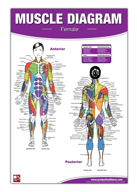 Terryn Female Body Diagram Female Anatomy Diagram Medical Anatomy