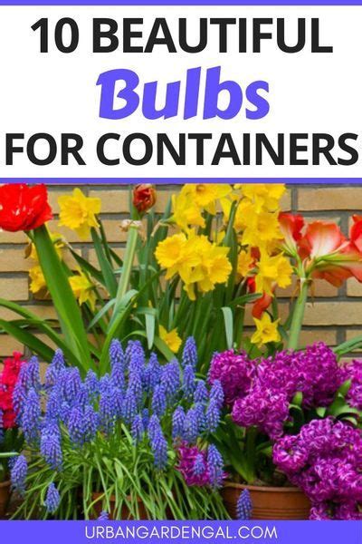 Shop container flower seed and plant varieties available at burpee. 10 Best Flower Bulbs For Containers | Bulb flowers, Summer ...