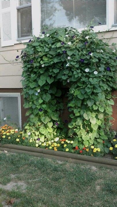 Side Trellis In Front Yard Covered In Morning Glories 6 Different