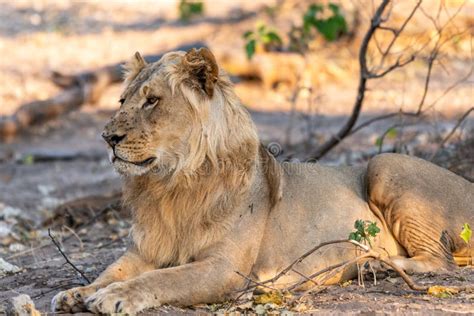 Male Lion In Chobe National Park In Botswana At The Chobe River Stock
