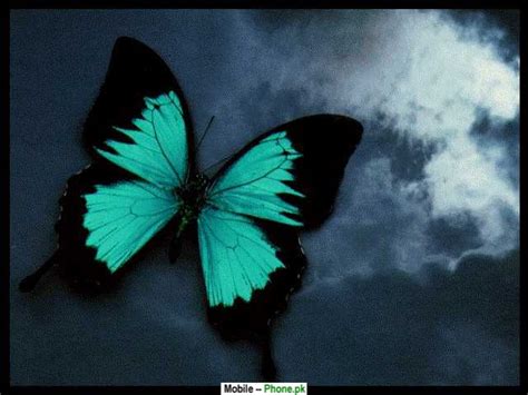 Green And Black Butterfly Wallpapers Mobile Pics