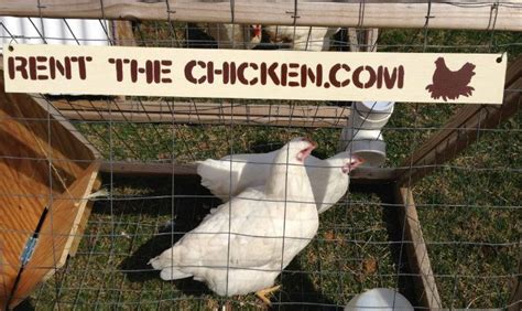 Apparently You Can Now Rent Chickens For Farm Fresh Eggs