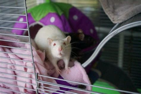 Albino Rats 18 Amazing Facts About These White Rats Pet Keen