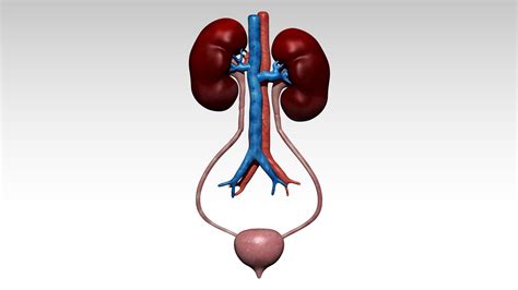 3d Model Kidney And Urinary Bladder Vr Ar Low Poly Cgtrader