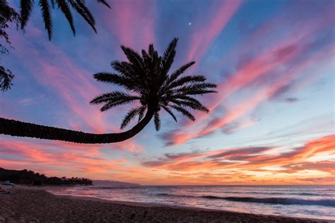 Beach Sunset Palm Tree Wallpaper My Xxx Hot Girl