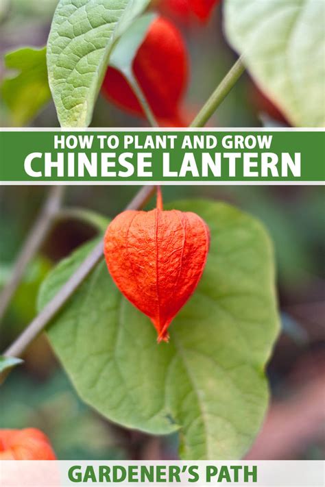 How To Grow And Care For Chinese Lantern Gardeners Path
