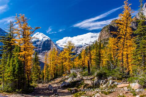 Larch Fall Color At Big Beehive Wilde Weite Weltde