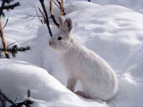 Snowshoe Hare - Gates Of The Arctic National Park & Preserve (U.S