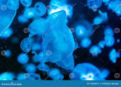 Jellyfish Moving Through Water Stock Image Image Of Diving Glowing