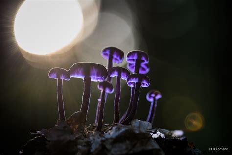 1920x1080 Mushrooms Purple Glowing 5k Laptop Full Hd 1080p Hd 4k