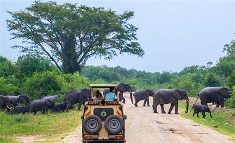 Game Drive In Murchison Falls National Park Uganda Safaris