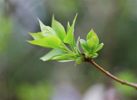 Budding Leaves Photograph By Mindy Linford Fine Art America