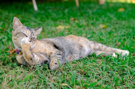 Gato Descansando Y Limpiando Su Pata Foto Premium