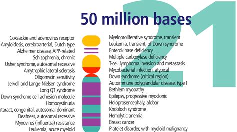 Usually when one cell divides in two, pairs of chromosomes are split so that one of the pair. Genetic origins of Down syndrome - wikidoc