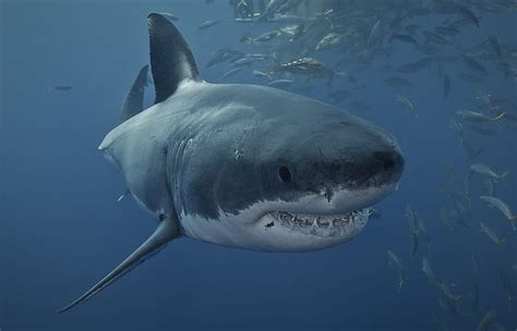 1080p Free Download Sharks Shark Great White Shark Sea Life
