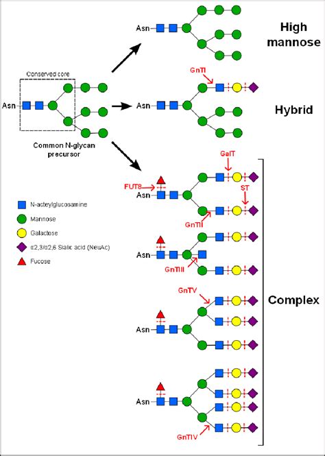 Typical Structure Of The Common Mannose Rich Precursor Of All Human