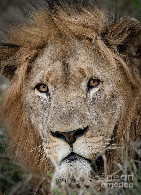 a lion s stare photograph by tony camacho pixels