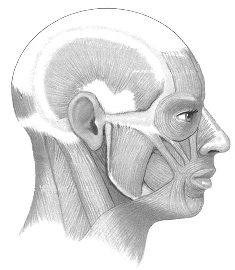 Muscles Of The Head And Neck