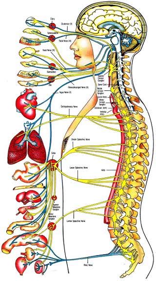 Browse nervous system templates and examples you can make with smartdraw. The Nervous System - Yuhas Chiropractic Health Center