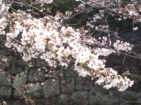 Cherry Blossoms In And Around Sumpu Castle Shizuoka