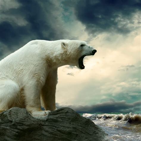 10 Best Polar Bear Desktop Wallpaper Full Hd 1920×1080 For Pc Background 2021