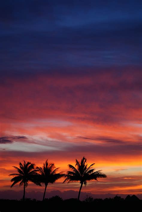 Nature Sunset Sky Clouds Palms Silhouettes Tropics Hd Phone