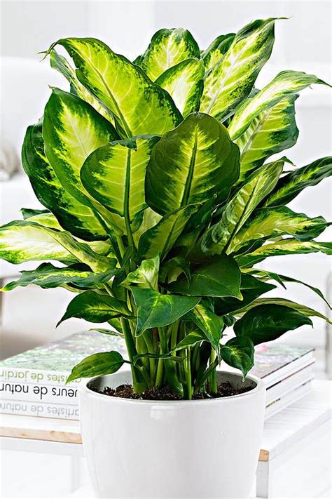 Dieffenbachia Camilla Table Top Indoor Plants Plantshopme