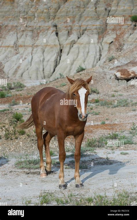 Wild Horse Equs Ferus Mustang Feral Theodore Roosevelt National