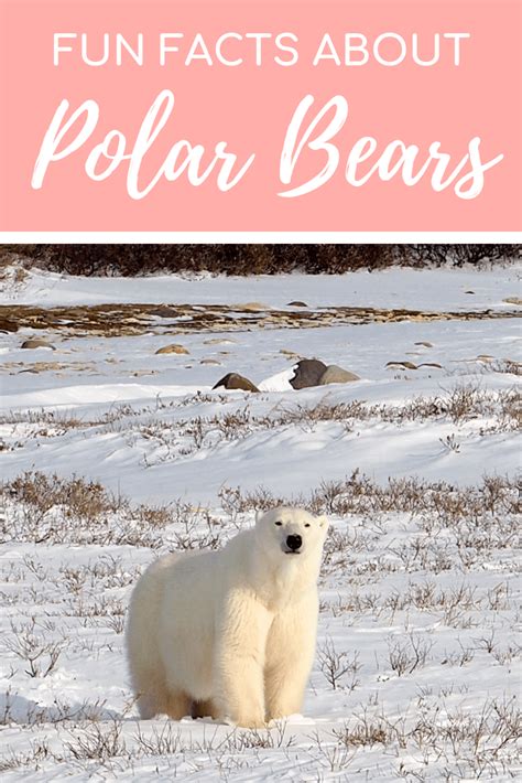 Polar Bear Fun Facts And Photos Polar Bear Fun Facts Polar Bears