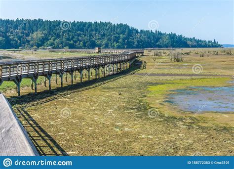 Nisqually Wetlands Mud Flats And Boardwalk 5 Stock Image Image Of