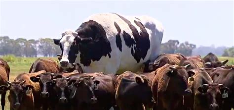 Largest Cow In The World Record All About Cow Photos My Xxx Hot Girl