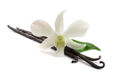 Vanilla Beans Pods 10 Superior Quality Organic Madagascar Grade A Pods