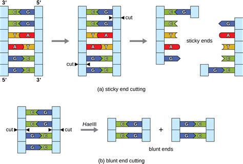 Microbes And The Tools Of Genetic Engineering · Microbiology