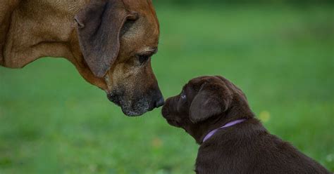 How To Safely Introduce Your New Puppy To Your Dog — Pumpkin
