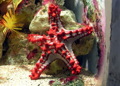 Member Red Knobbed Starfish Valvatida Animal Photos Marine Public