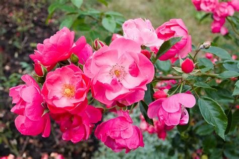 22 Different Types Of Roses For Your Yard