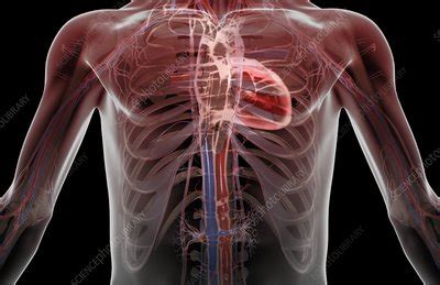 Arteries that carry blood away from the heart, branching into smaller arterioles throughout the body and eventually forming the. The blood vessels of the upper body - Stock Image - C008/2685 - Science Photo Library