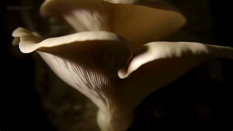 Asadal Bbc The Magic Of Mushrooms 2014