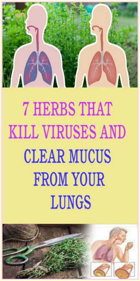 How To Remove Mucus From Lungs Naturally Paradox